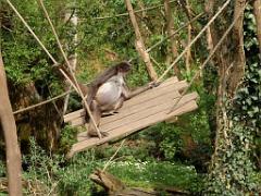 149 BIO PARC DE DOUE LA FONTAINE 7- 2016_000049